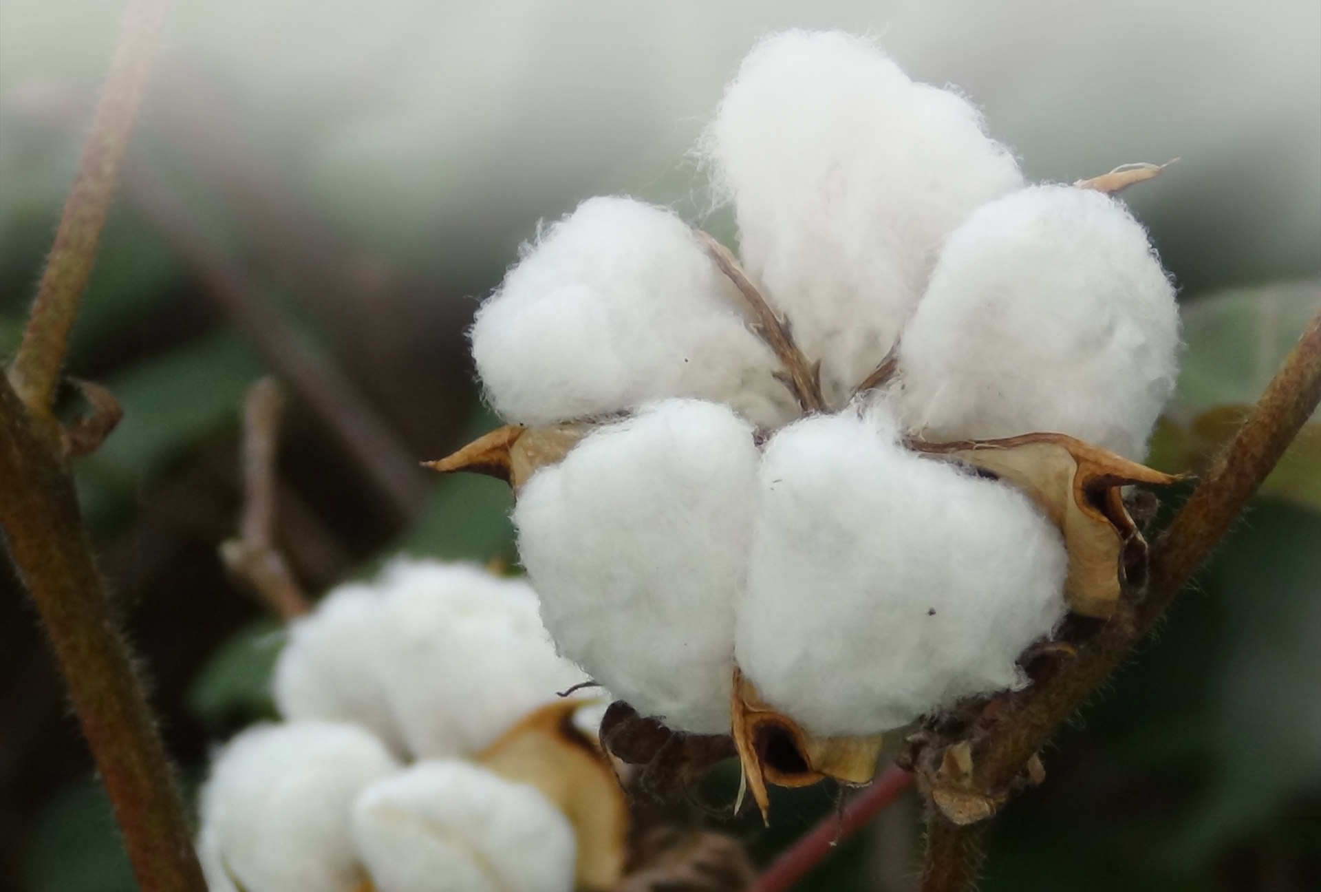 Organic-cotton-india