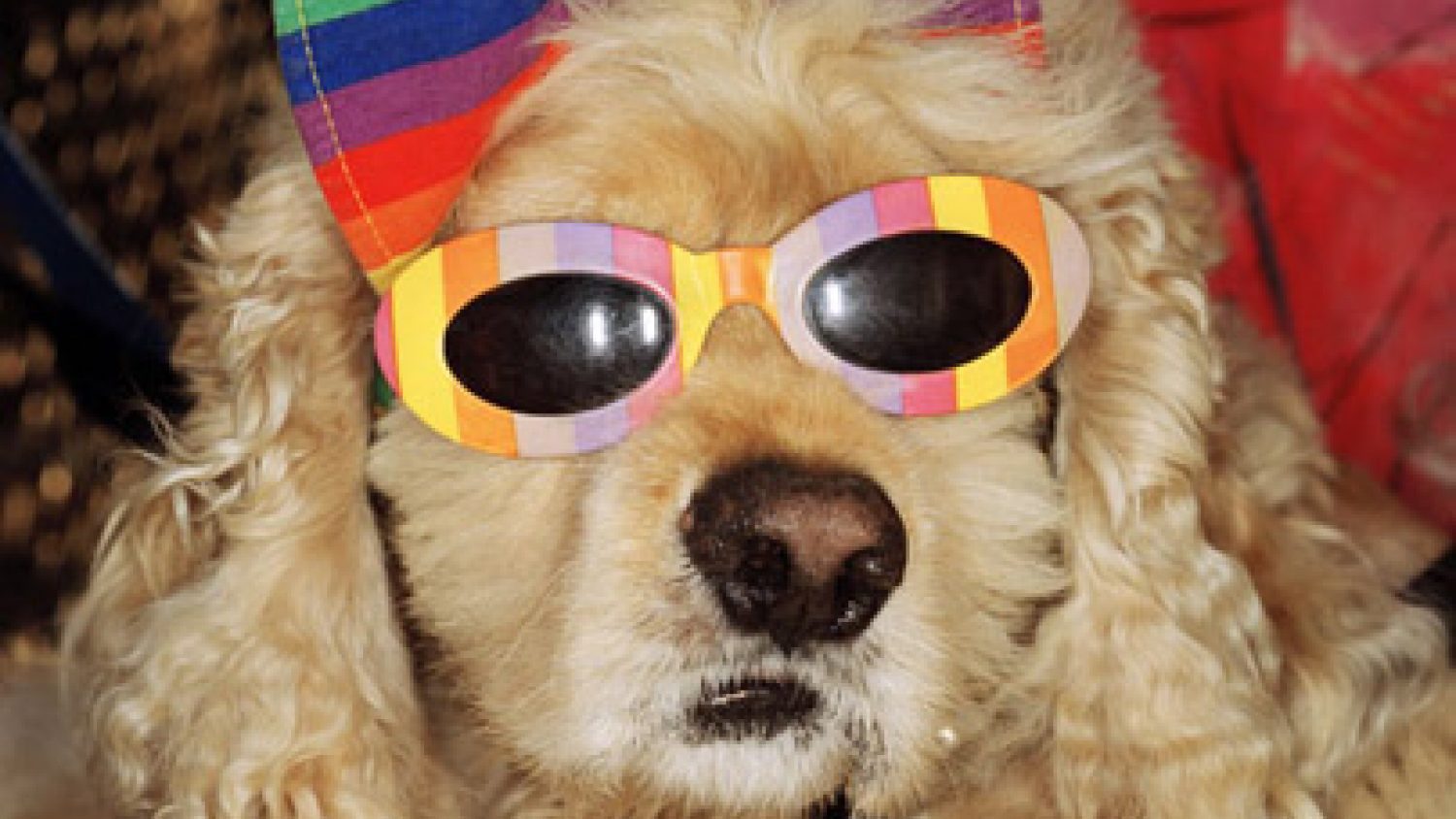 martin-parr-a-dog-with-sun1-1500x844