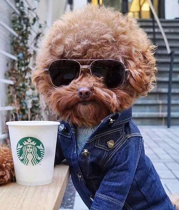 Perro pequeño con chaqueta vaquera y gafas aviador sentado frente a un vaso de Starbucks.