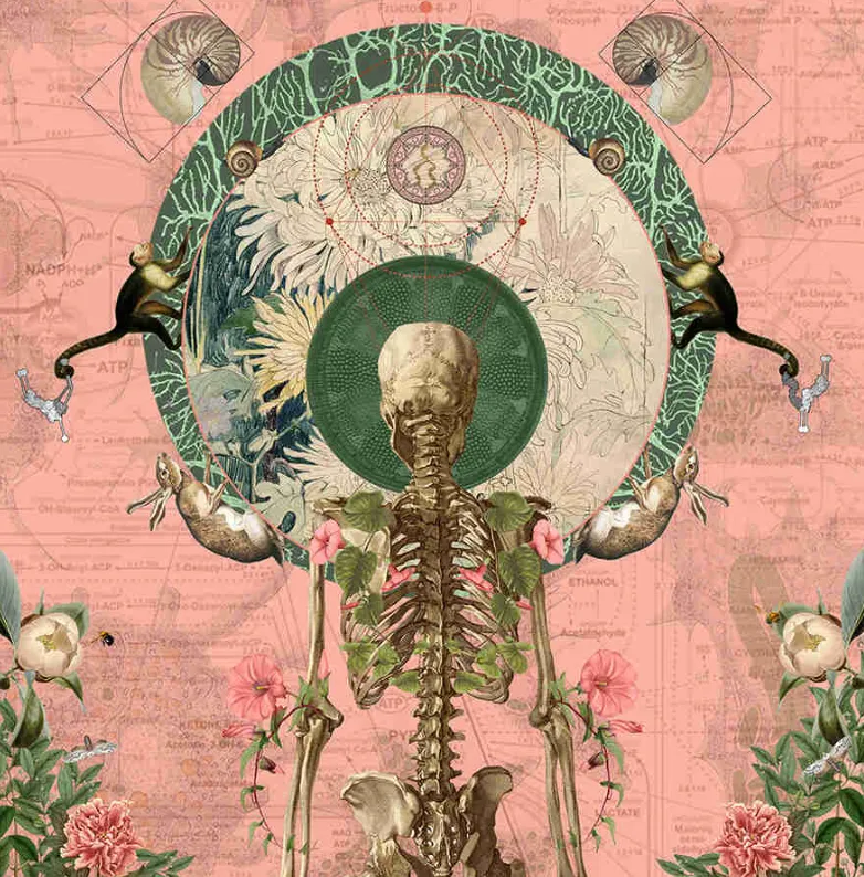 Obra de Amy Salomone: esqueleto humano rodeado de animales, flores y diagramas anatómicos sobre fondo rosa con mandala celestial.