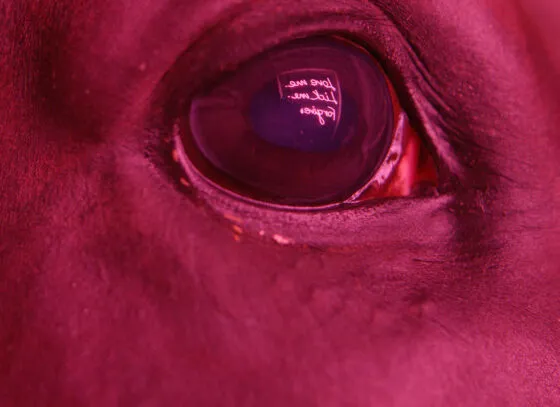 El título de la exposición —Janis Rafa. Feed me. Cheat me. Eat me.— condensa la melancolía y la fantasía caprichosa que atraviesan toda su producción.