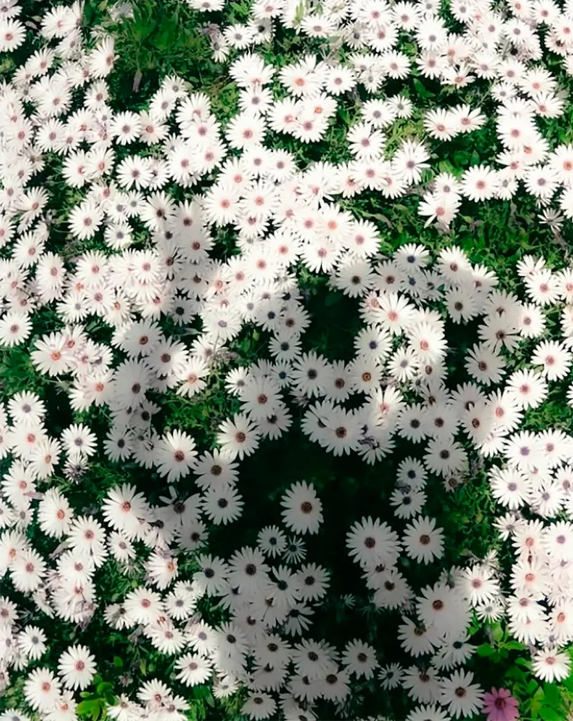 En Passatge, cada fotografía es una ventana abierta a la sutil conexión entre los espacios íntimos y los mundos que nos rodean. Desde momentos de introspección hasta la inmensidad de los paisajes y la dinámica de la vida urbana, Maria Huerga captura la esencia del tránsito constante que define nuestra existencia.