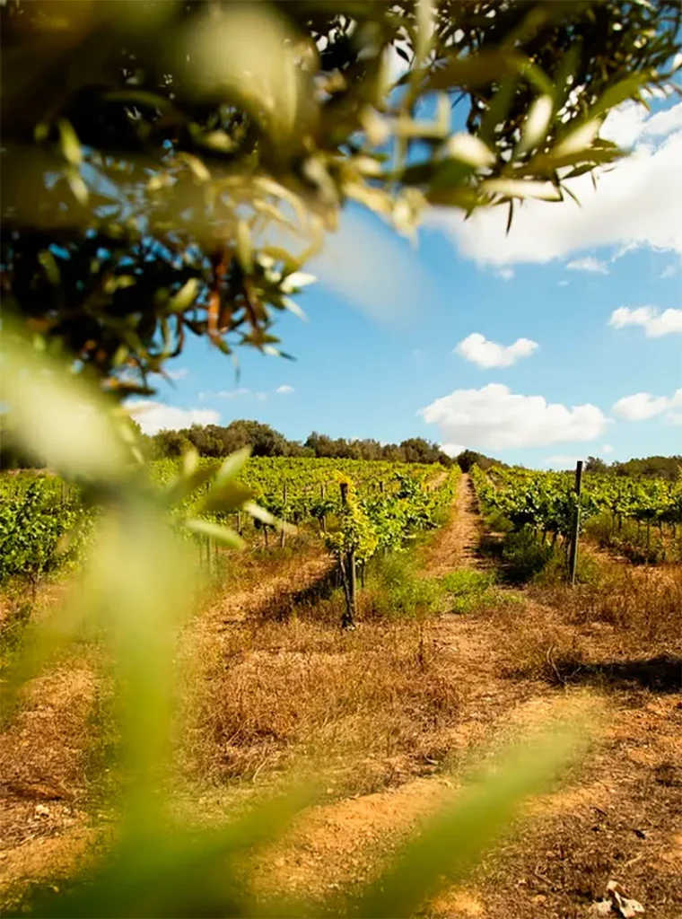 Escondido entre las polvorientas calles de Porreres, en el corazón de Mallorca, se encuentra Montesión Wine Estate gestionado por la bodega familiar Can Feliu. 