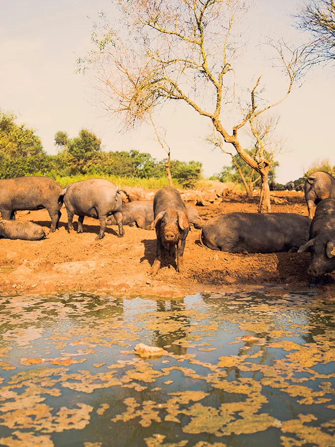 Can Company nació en 1960 en el corazón de Mallorca fruto del trabajo de muchas generaciones de una familia de agricultores mallorquines. Uno de ellos es la producción y comercialización de cereales y harinas obtenidas a partir de las fincas que explota en Mallorca. En el interior de la isla tiene una fábrica que produce su propia semilla certificada de cereal y las harinas y piensos para alimentar su propia cabaña ganadera.