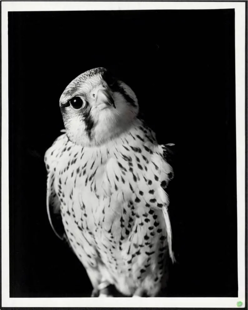 Walter Schels creció rodeado de animales. Como él mismo afirma, esto marcó su relación con los animales y su enfoque fotográfico. Los primeros retratos animales de Schels fueron realizados a mediados de la década de 1980