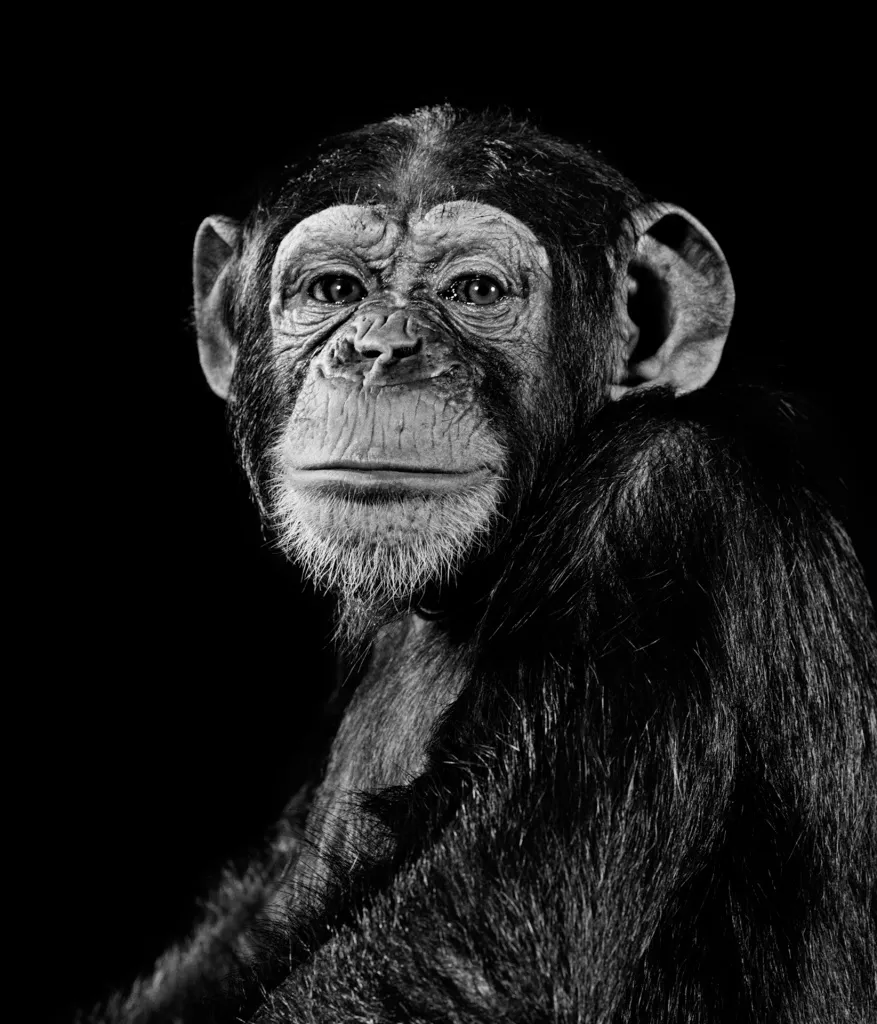 Walter Schels creció rodeado de animales. Como él mismo afirma, esto marcó su relación con los animales y su enfoque fotográfico. Los primeros retratos animales de Schels fueron realizados a mediados de la década de 1980
