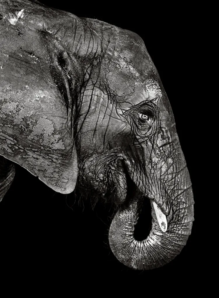 Walter Schels creció rodeado de animales. Como él mismo afirma, esto marcó su relación con los animales y su enfoque fotográfico. Los primeros retratos animales de Schels fueron realizados a mediados de la década de 1980