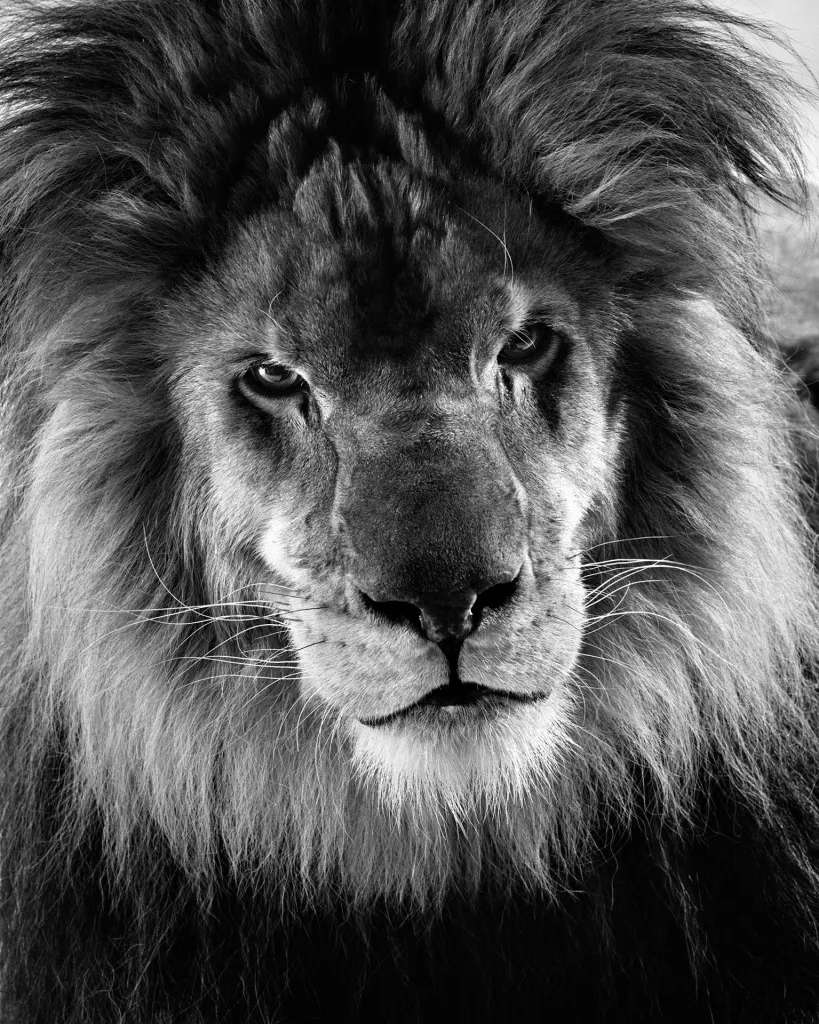 Walter Schels creció rodeado de animales. Como él mismo afirma, esto marcó su relación con los animales y su enfoque fotográfico. Los primeros retratos animales de Schels fueron realizados a mediados de la década de 1980