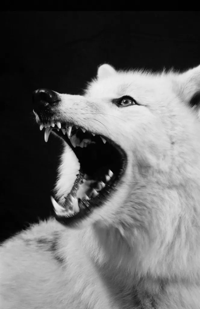 Walter Schels creció rodeado de animales. Como él mismo afirma, esto marcó su relación con los animales y su enfoque fotográfico. Los primeros retratos animales de Schels fueron realizados a mediados de la década de 1980