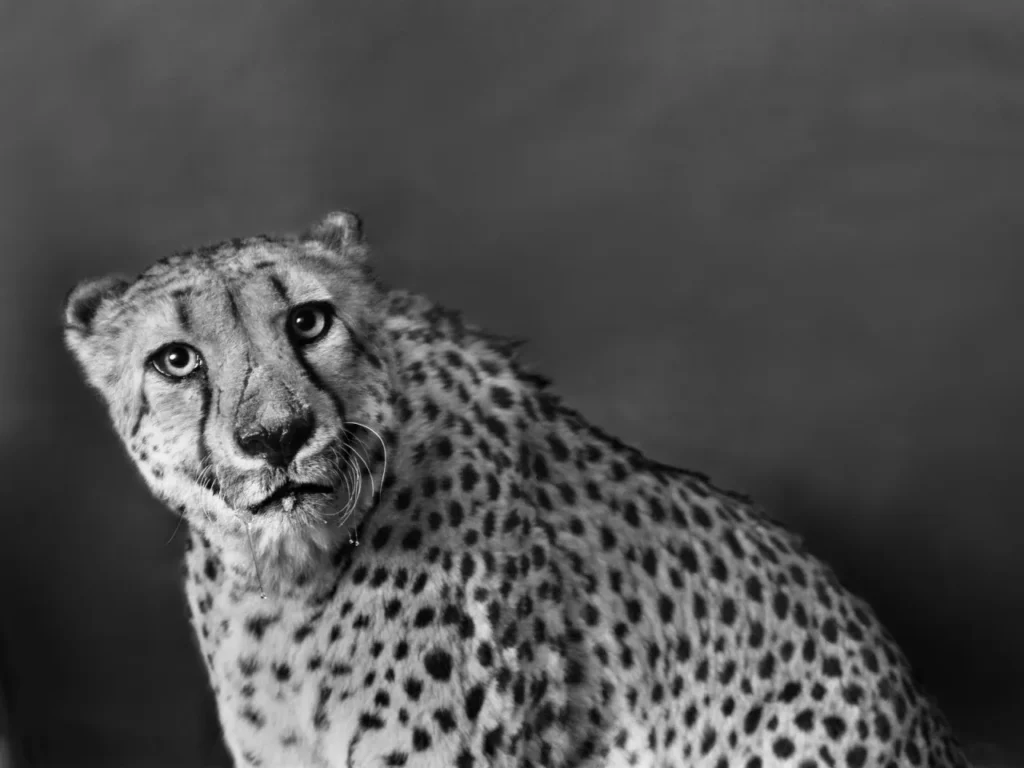 Walter Schels creció rodeado de animales. Como él mismo afirma, esto marcó su relación con los animales y su enfoque fotográfico. Los primeros retratos animales de Schels fueron realizados a mediados de la década de 1980